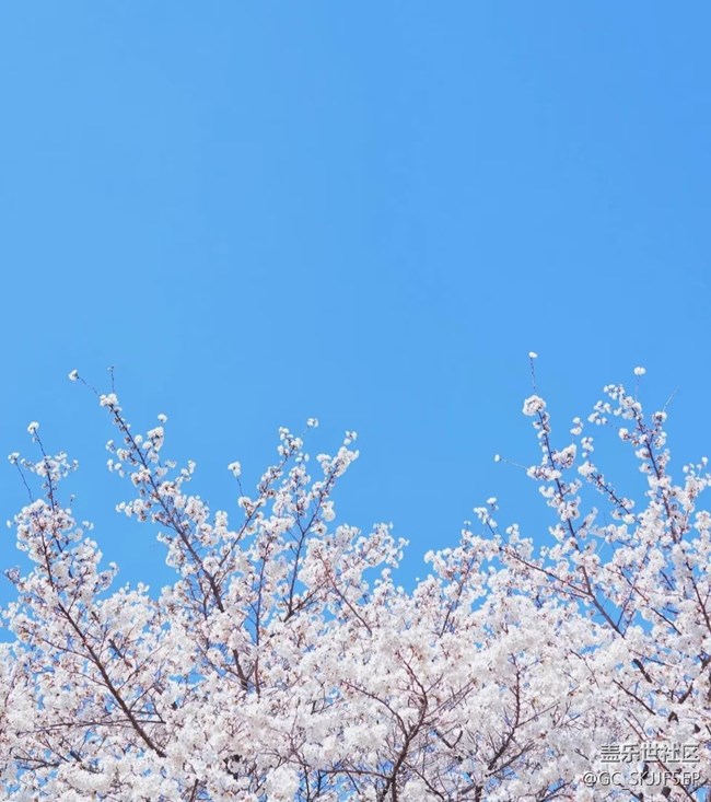 【春花浪漫】花影藍(lán)天，共繪詩(shī)意