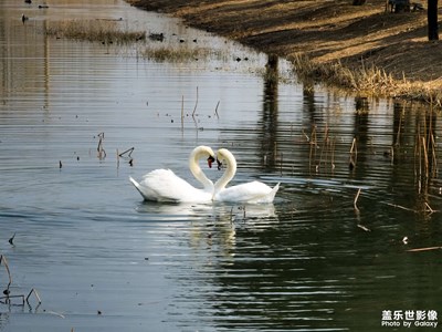 疣鼻天鵝優(yōu)雅的日常生活