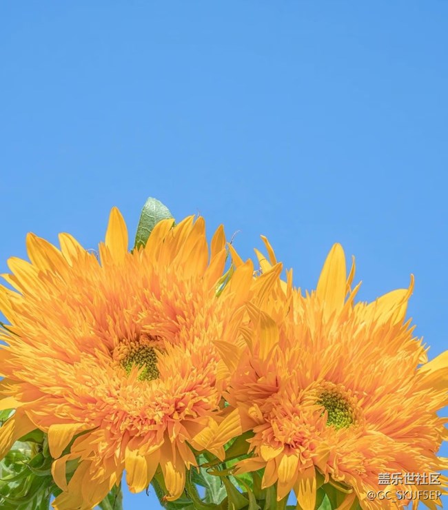 【廣州的花花們】花影搖曳,邂逅美好 【廣州的花花們】花影搖曳,邂逅美好