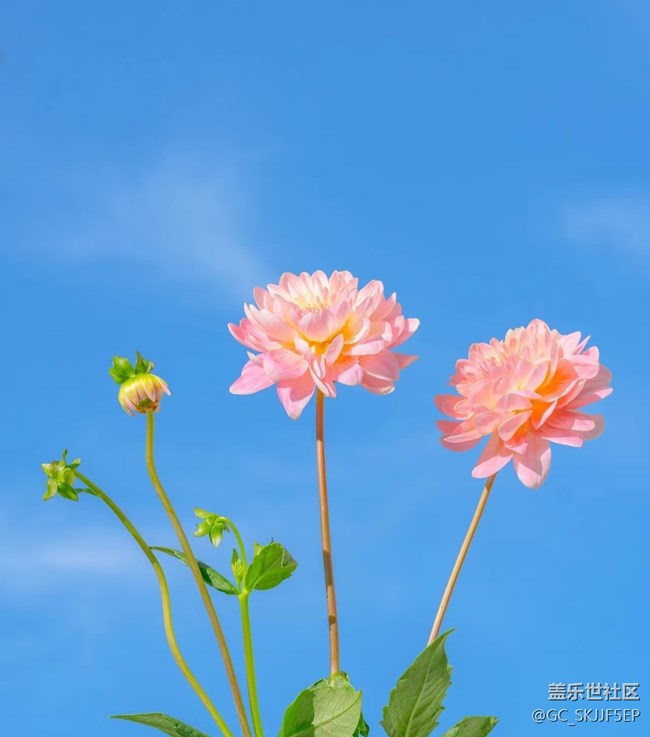 【春花浪漫】春日花事，邂逅浪漫