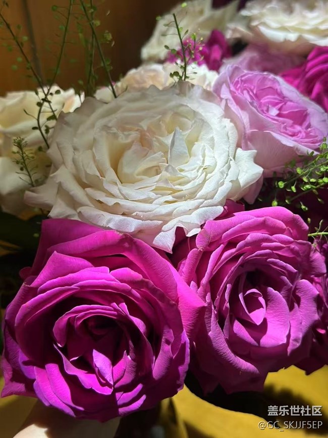 【廣州的花花們】花影搖曳,邂逅美好 【廣州的花花們】花影搖曳,邂逅美好