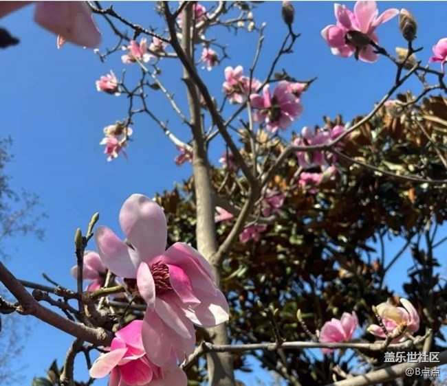 【春花浪漫】看花