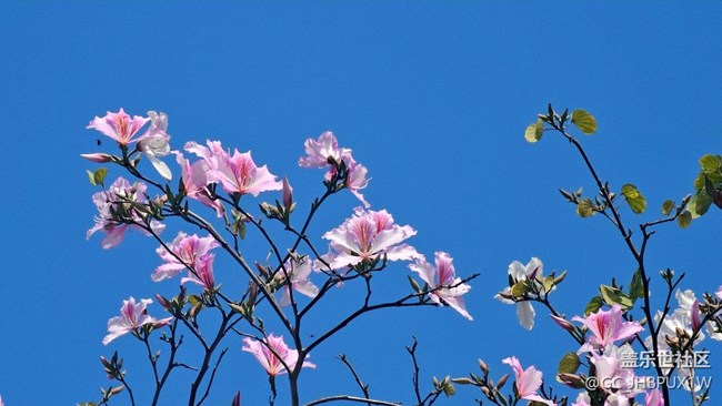 【我的春景薄】春游