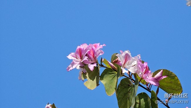 【我的春景薄】春游