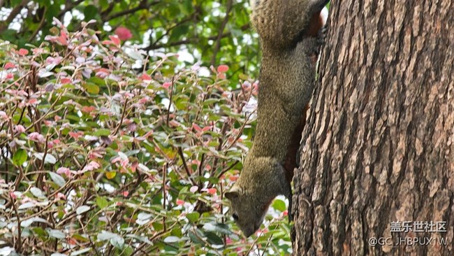 【我的春景薄】春游