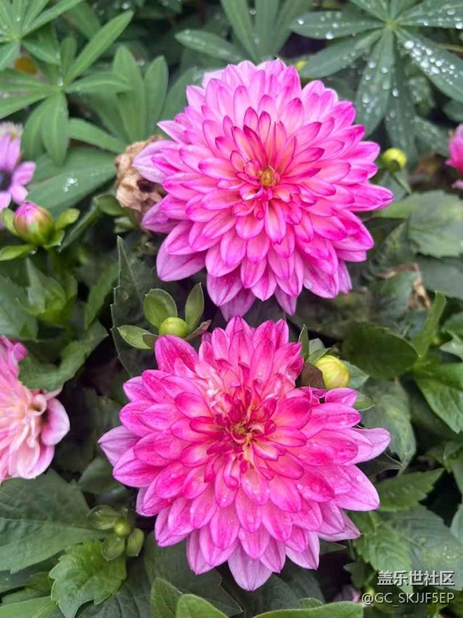 【春花浪漫】+鏡頭里的四季詩意