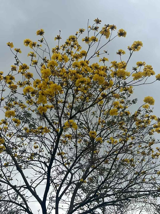 【春花浪漫】+鏡頭里的四季詩意