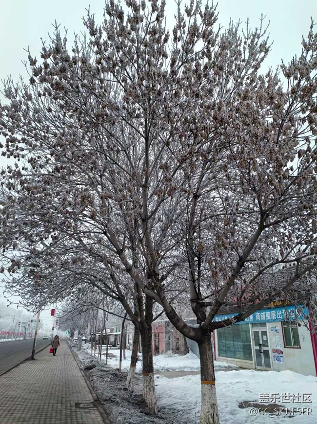 【春花浪漫】+鏡頭里的四季詩意