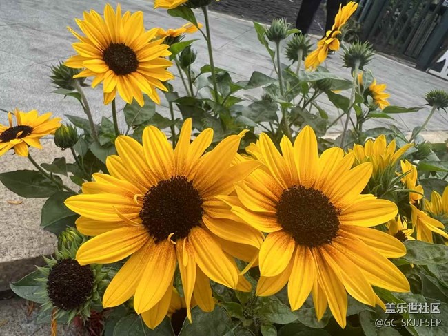 【春花浪漫】+鏡頭里的四季詩意