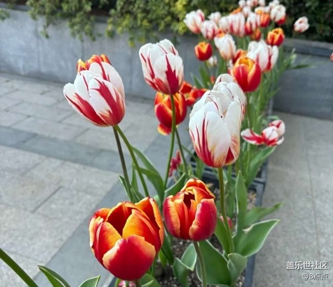 【春花浪漫】看花