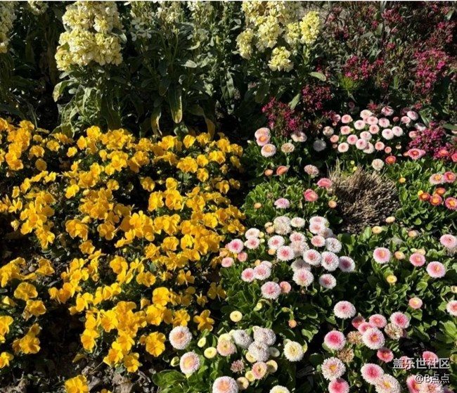 【春花浪漫】看花