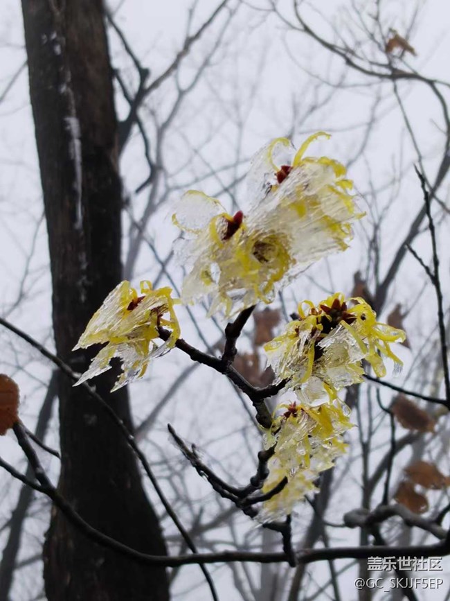 【相冊里的年味】+邂逅霧凇奇景
