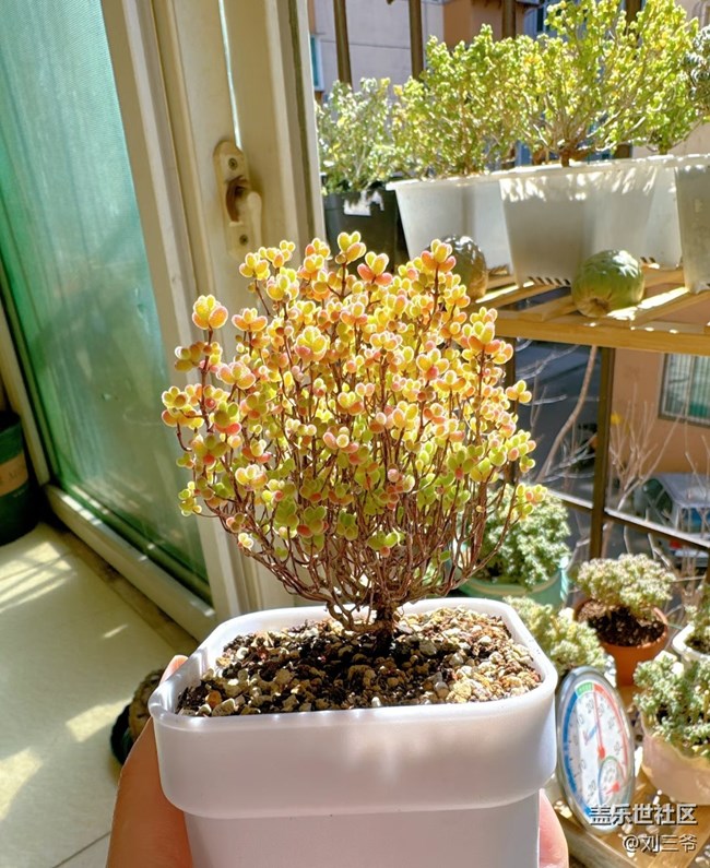 【春花浪漫】+多肉萌趣，點(diǎn)亮窗臺(tái)