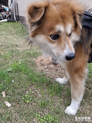 【光耀生活】遛狗