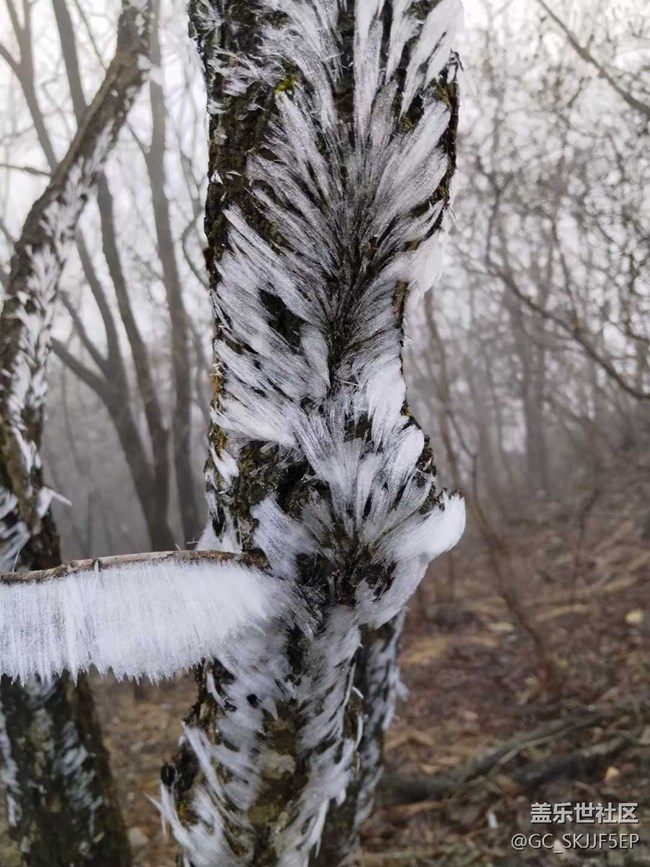 【相冊里的年味】+邂逅霧凇奇景
