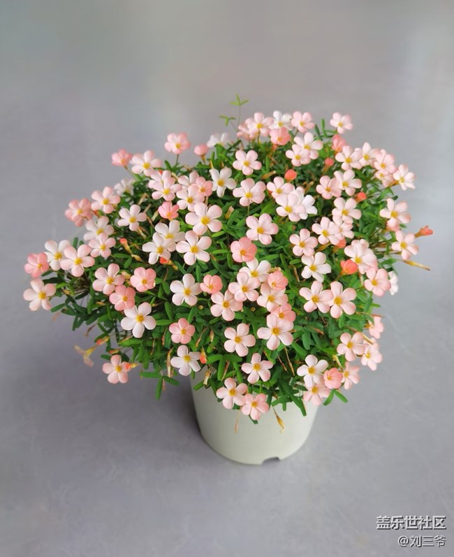 【廣州的花花們】藏在花里的溫柔時(shí)光