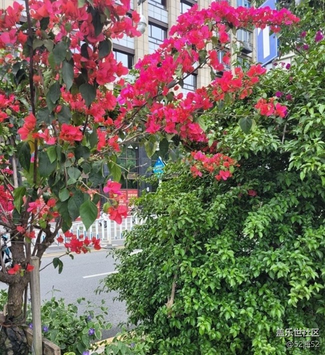 【春日尋花】漂亮的花兒