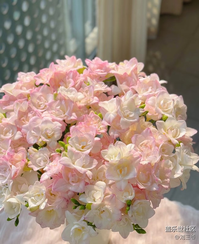 【廣州的花花們】藏在花里的溫柔時(shí)光