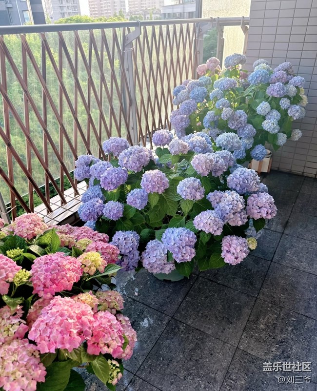 【春花浪漫】+陽(yáng)臺(tái)花海，浪漫滿屋
