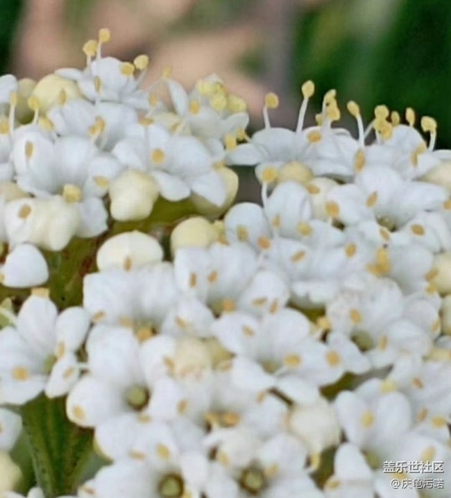 【廣州的花花們】繁花盛開