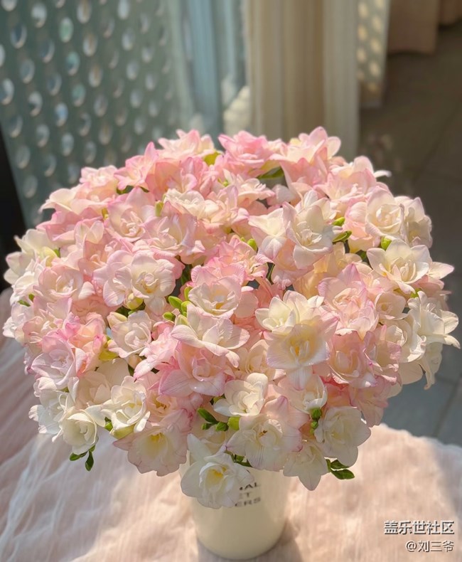 【廣州的花花們】陽臺花事，邂逅美好