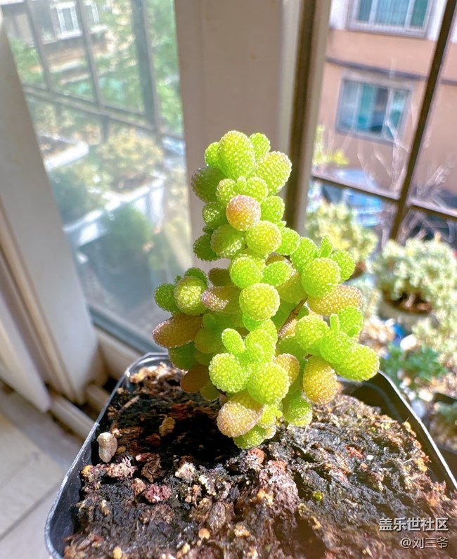 【廣州的花花們】陽臺花事，邂逅美好