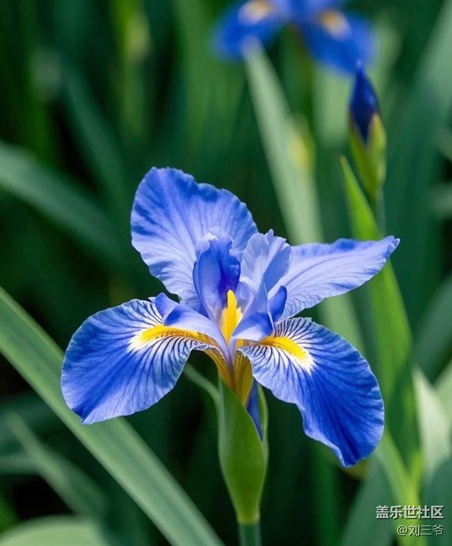 【廣州的花花們】花影搖曳，邂逅美好