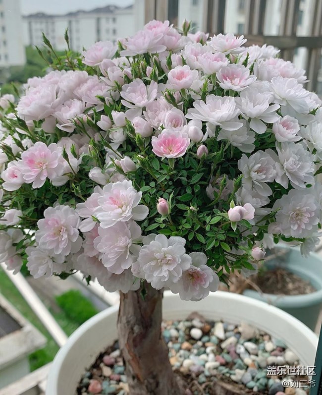 【廣州的花花們】花影搖曳，邂逅美好