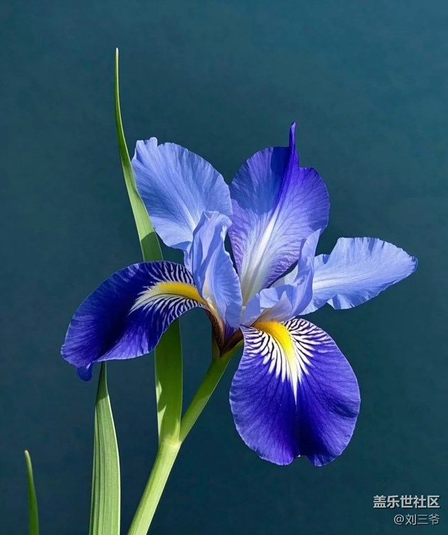 【廣州的花花們】花影搖曳，邂逅美好