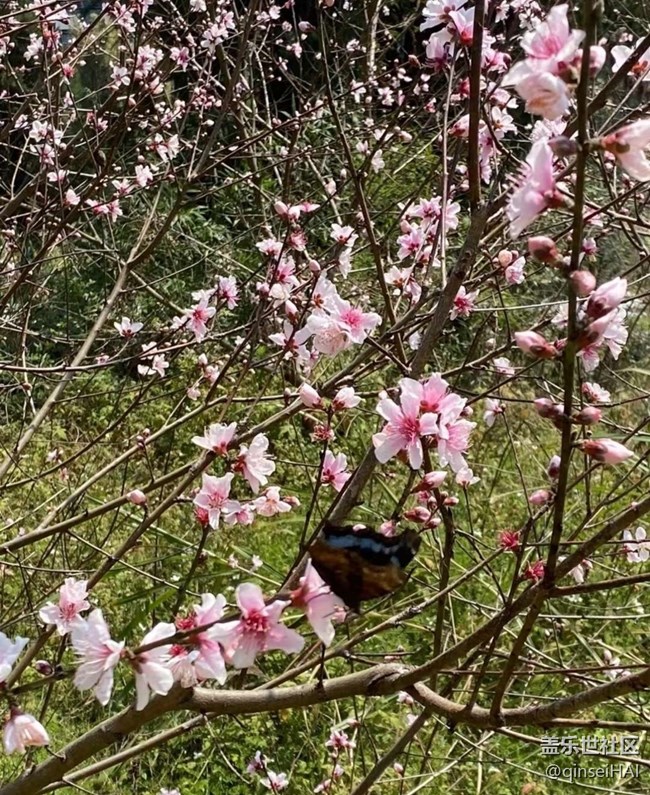【春花浪漫】蝶戀花