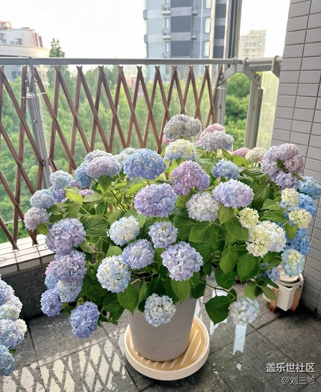 【春花浪漫】+陽(yáng)臺(tái)花海，浪漫滿屋