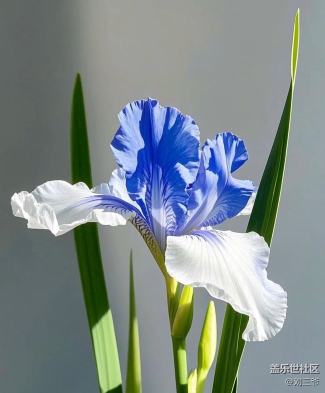 【廣州的花花們】花影搖曳，邂逅美好