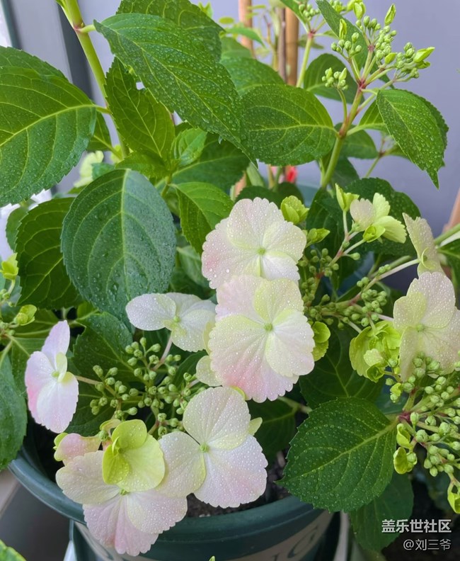 【廣州的花花們】陽臺(tái)小花園，我的詩與遠(yuǎn)方