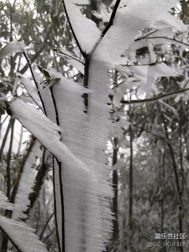 【相冊里的年味】+邂逅霧凇奇景