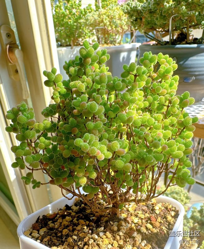 【春花浪漫】+多肉萌趣，點(diǎn)亮窗臺(tái)