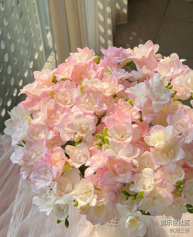 【廣州的花花們】藏在花里的溫柔時(shí)光