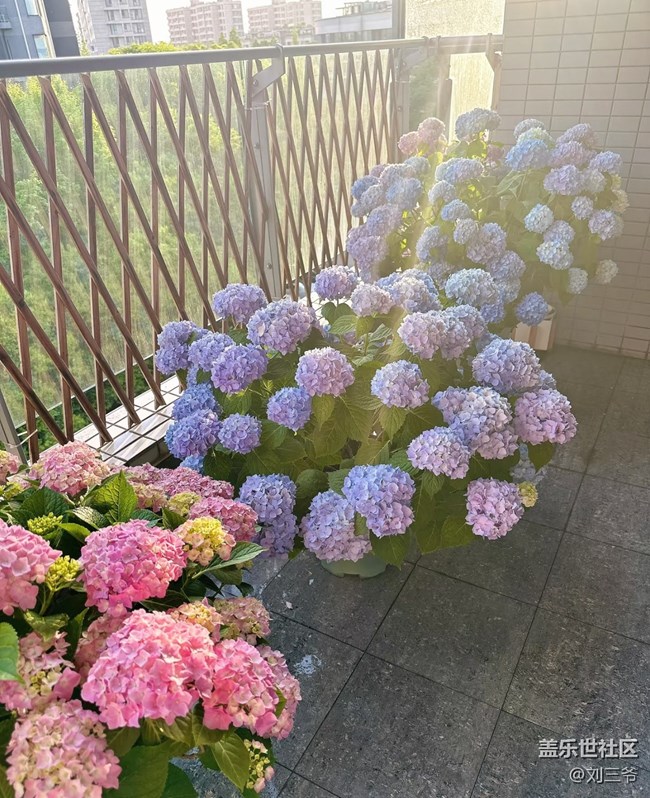 【廣州的花花們】陽臺花事，邂逅美好