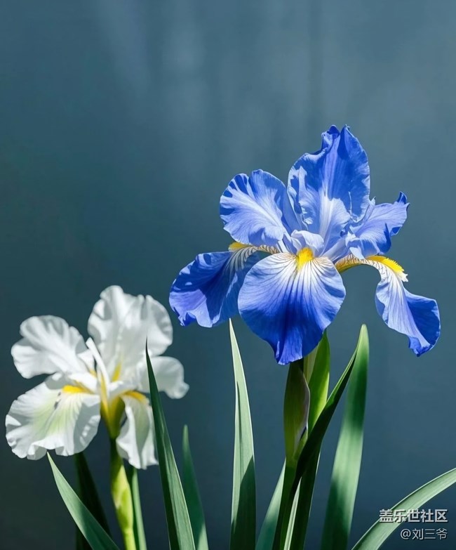 【廣州的花花們】花影搖曳，邂逅美好