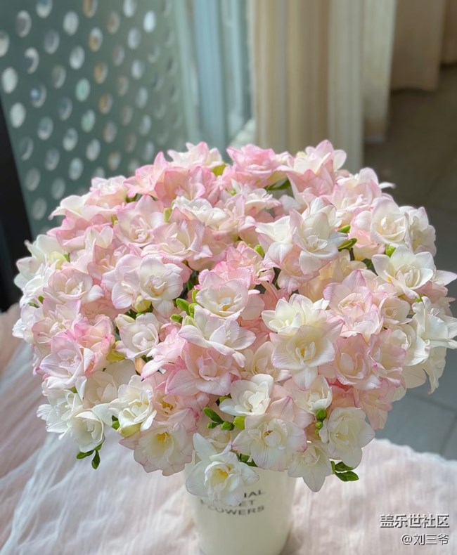 【廣州的花花們】藏在花里的溫柔時(shí)光