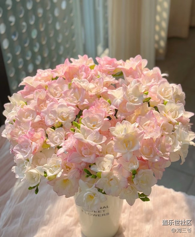 【廣州的花花們】藏在花里的溫柔時(shí)光