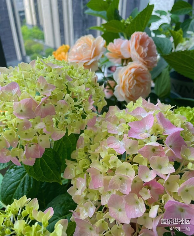 【廣州的花花們】陽臺(tái)小花園，我的詩與遠(yuǎn)方