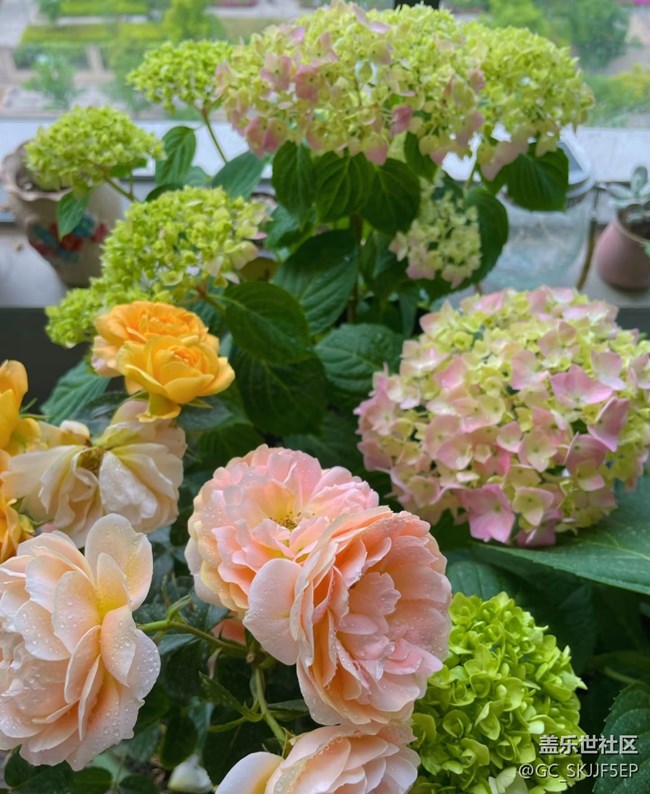 【廣州的花花們】+陽臺一隅，藏著生活的詩