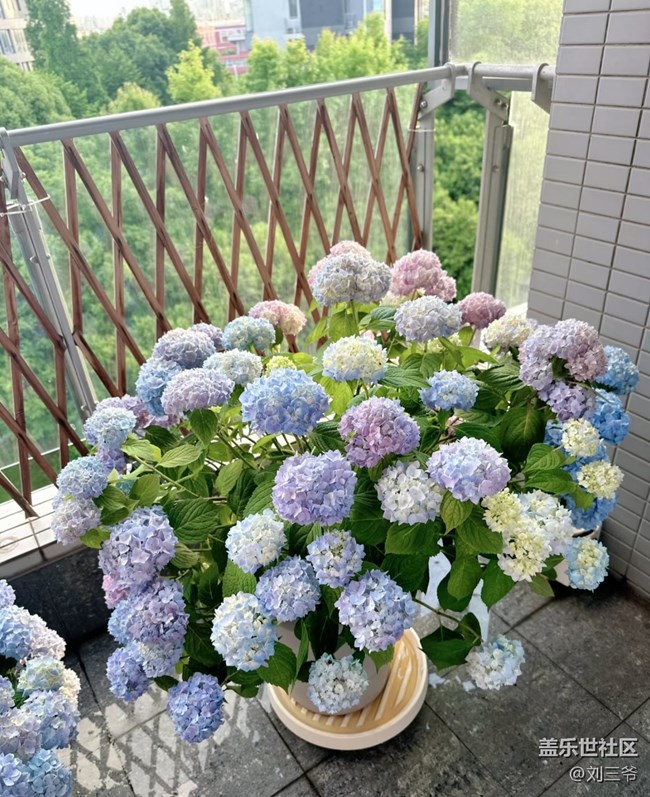 【廣州的花花們】陽臺花事，邂逅美好