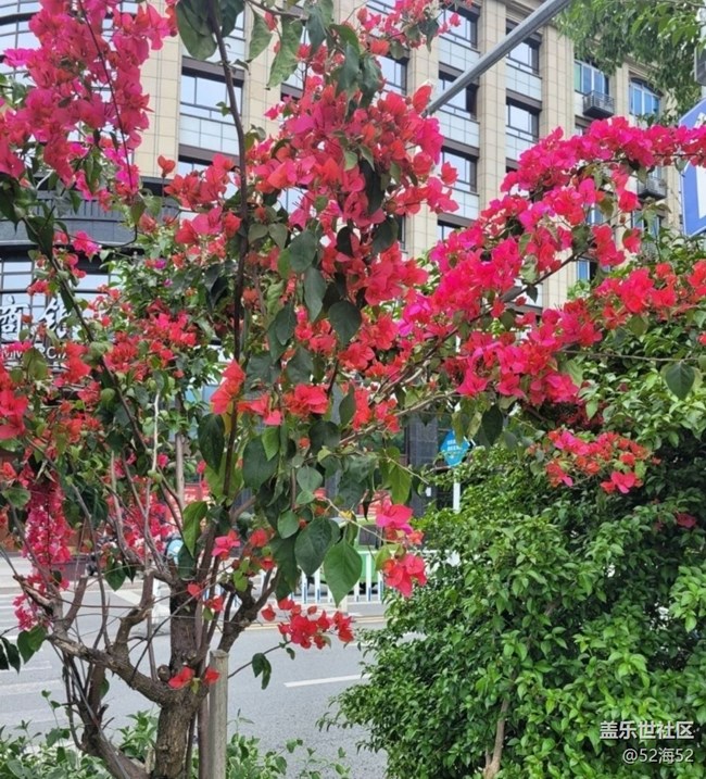 【春日尋花】漂亮的花兒