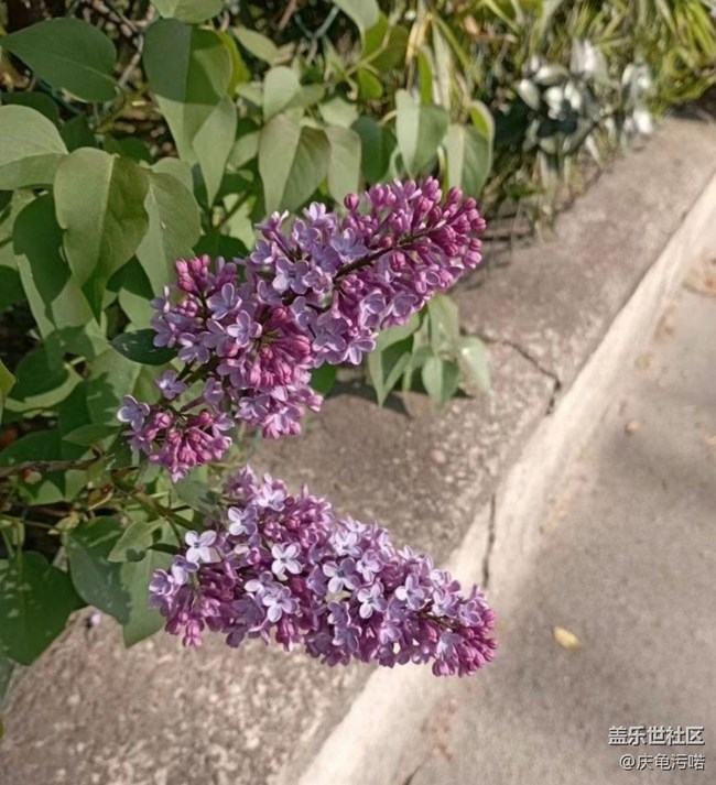 【廣州的花花們】繁花盛開