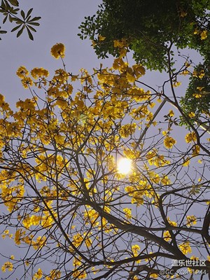 故事里的小黃花