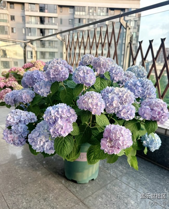 【春花浪漫】+陽(yáng)臺(tái)花海，浪漫滿屋