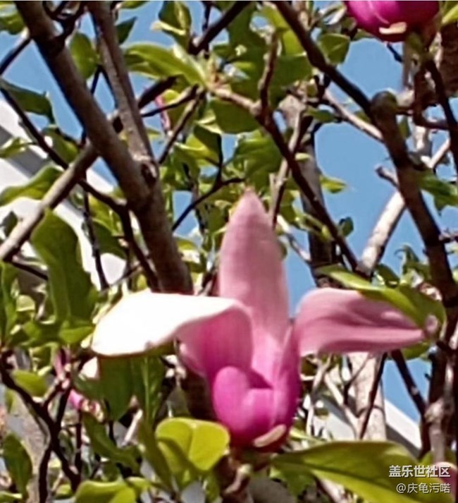 【廣州的花花們】繁花盛開