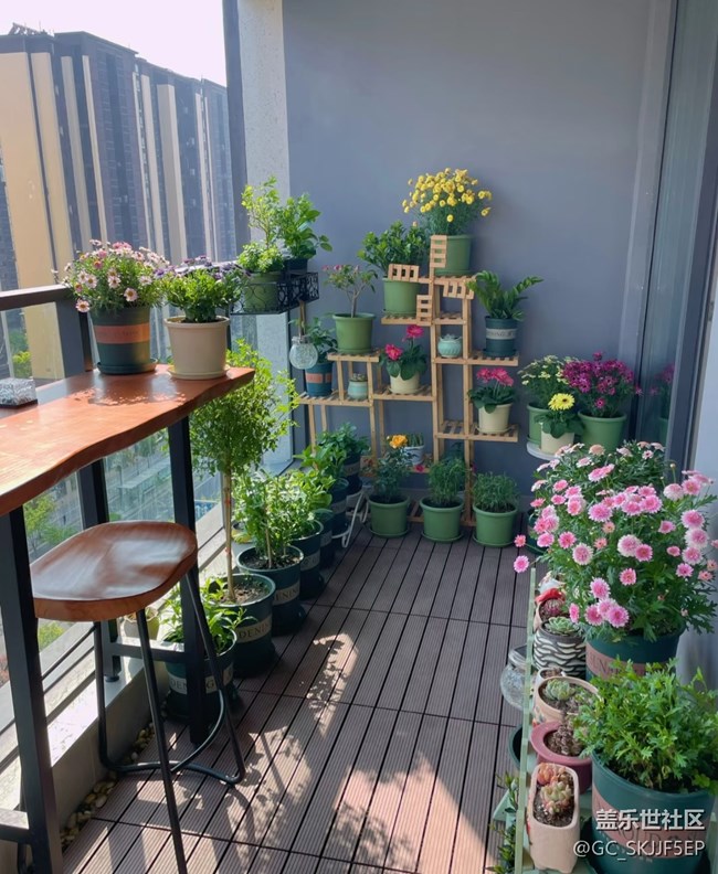 【廣州的花花們】+陽臺一隅，藏著生活的詩