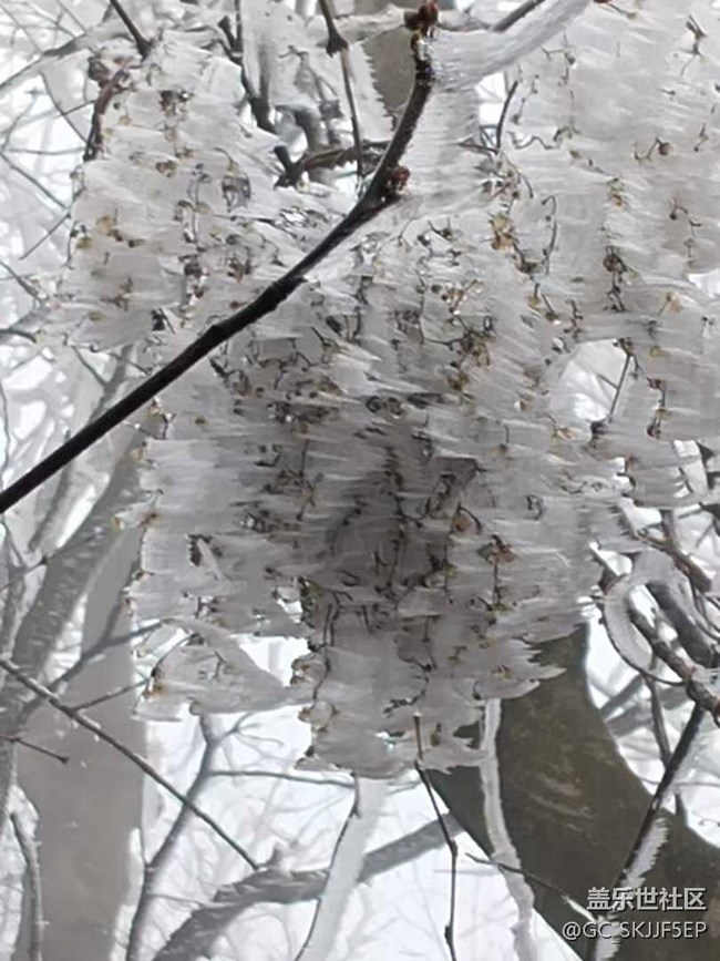 【相冊里的年味】+邂逅霧凇奇景